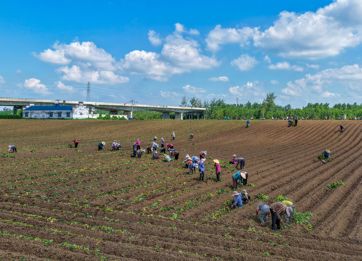 三农实践专业：培养农村发展实践人才