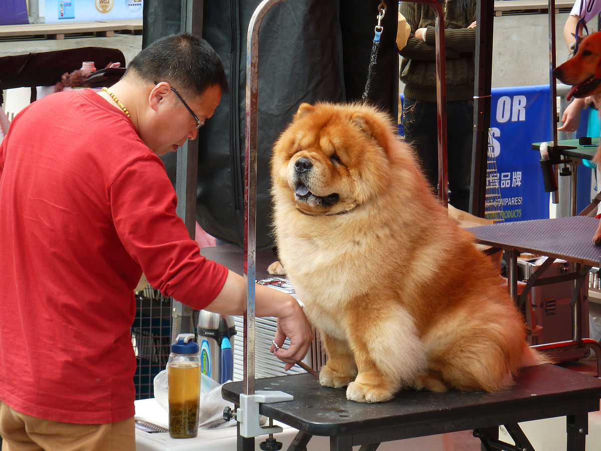 2011年4月16日,南京akc犬展现场,专业人员为参赛犬打理皮毛外形 .