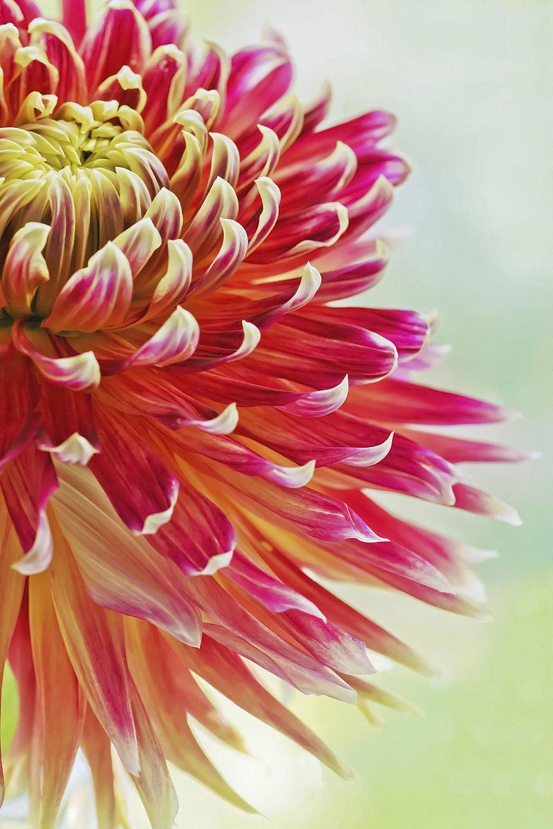 cactus dahlia, dahlia cultivar.(photo by flowerphotos/uig via ge