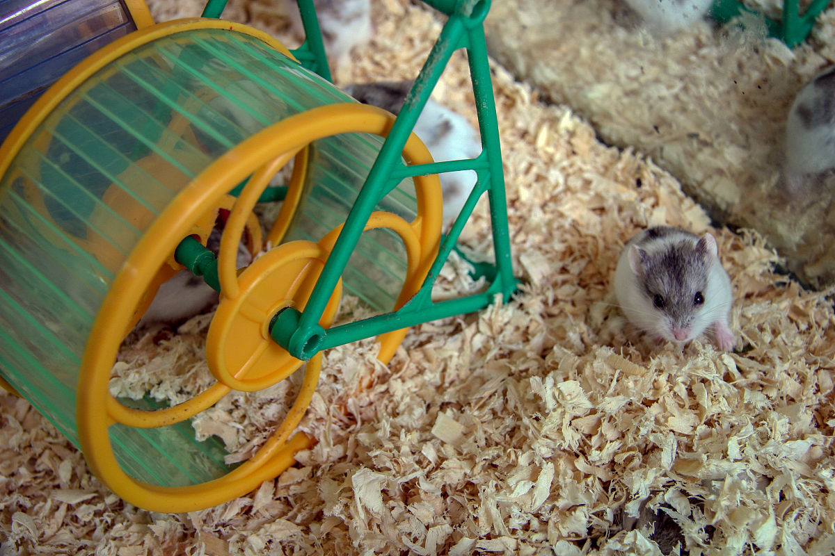 写一篇描写小动物的作文