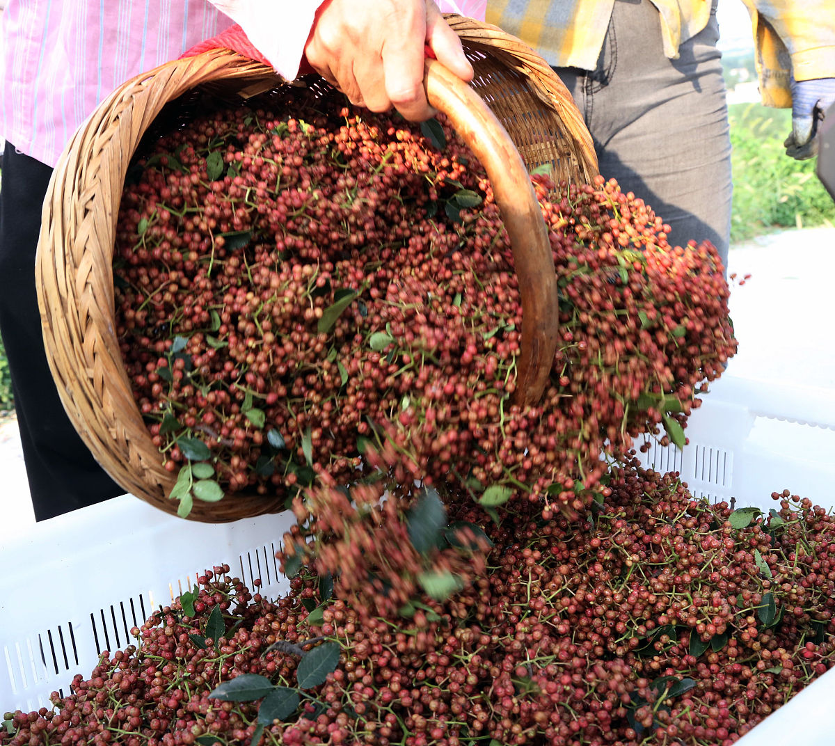 永善的花椒主要用于什么地方种植帮我用200字详细描述