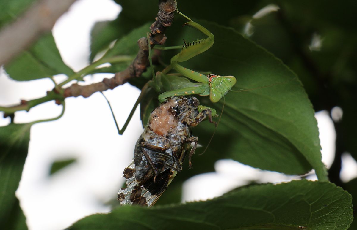 知了进家代表什么寓意，
