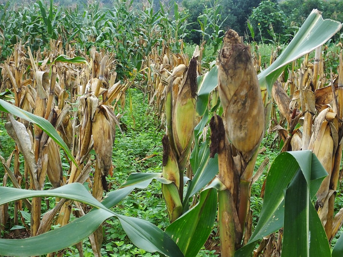 将下面文章内容与病虫害检测相结合玉米民以食为天食以玉米为先。作为世界上最重要的粮食作物之一玉米是全球许多国家的食物来源。我国作为世界上最大的玉米生产和消费国玉米的种植面积和产量分别约占全国粮食作物的 24％和 27％。因此玉米能否丰产决定着国家的粮食安全有玉米丰收国无忧之喻。近年来虽然我国玉米总体生产形势良好但伴随着全球气候变化的自然灾害频发玉米的生产也面临严峻的挑战。在各种灾害中玉米病虫害是制约