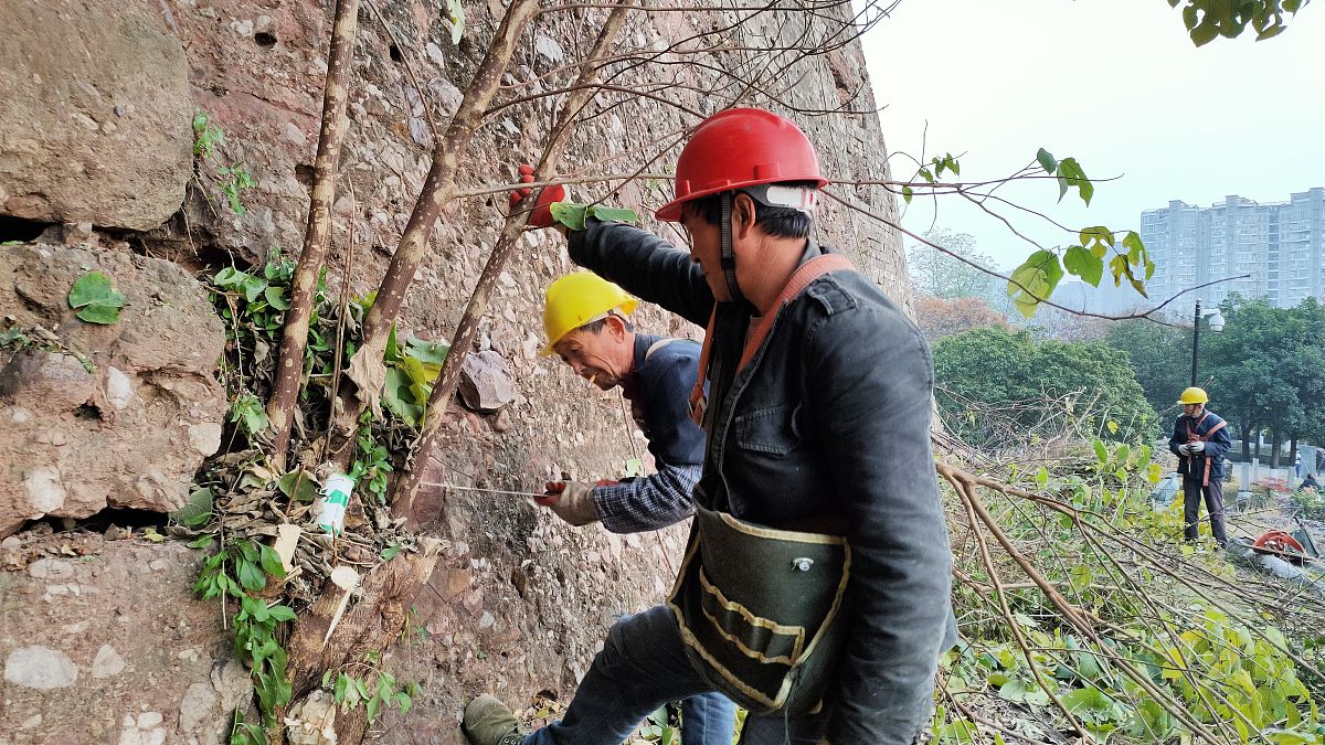 架空线路近导线树木安全处理技术：保障电力安全的重要措施