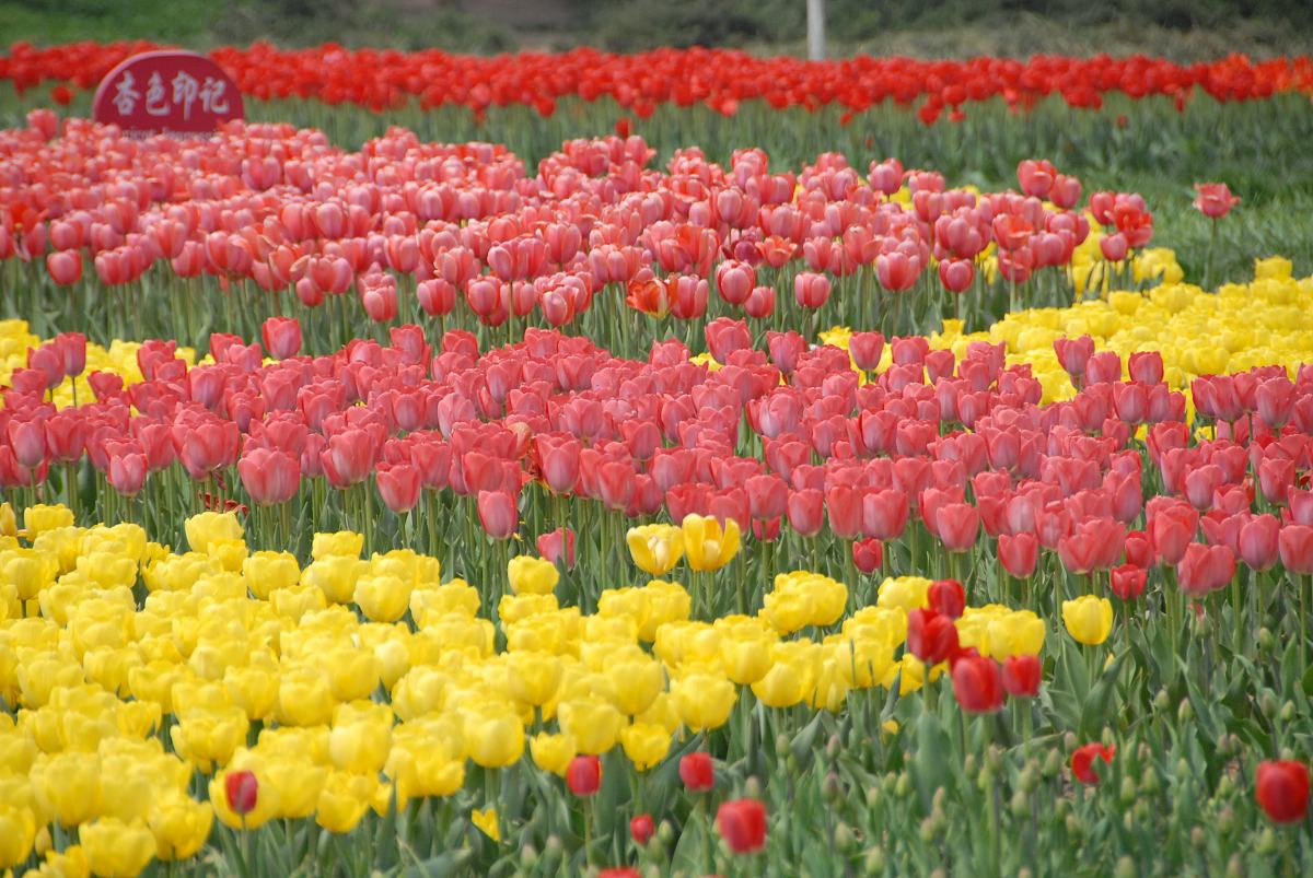 美丽的郁金香 写一篇300字小学作文