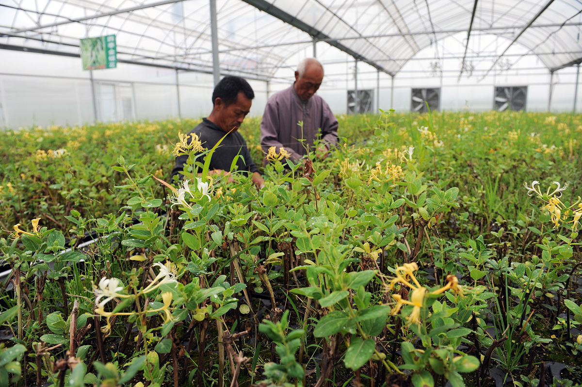 中草药种植专业是干什么的用发