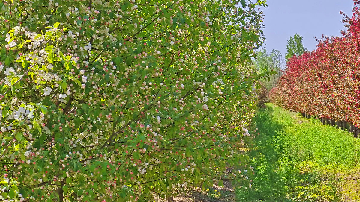 濮阳县职业技术学校现代农业专业：培养现代农业人才的摇篮