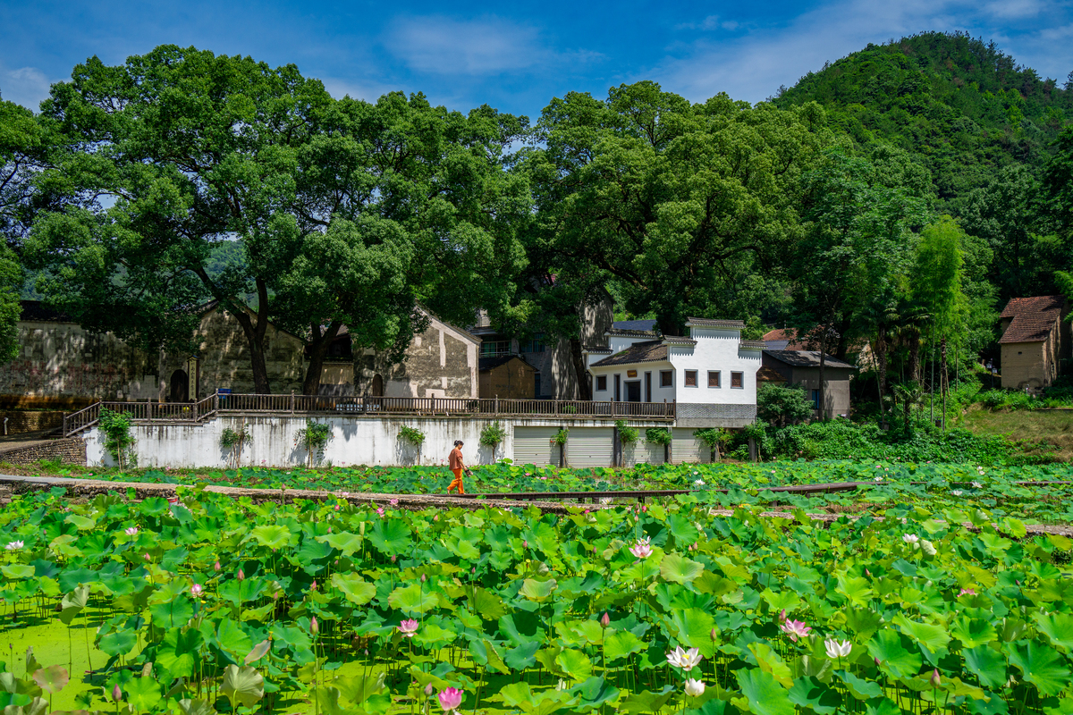 形容成凤村的成语