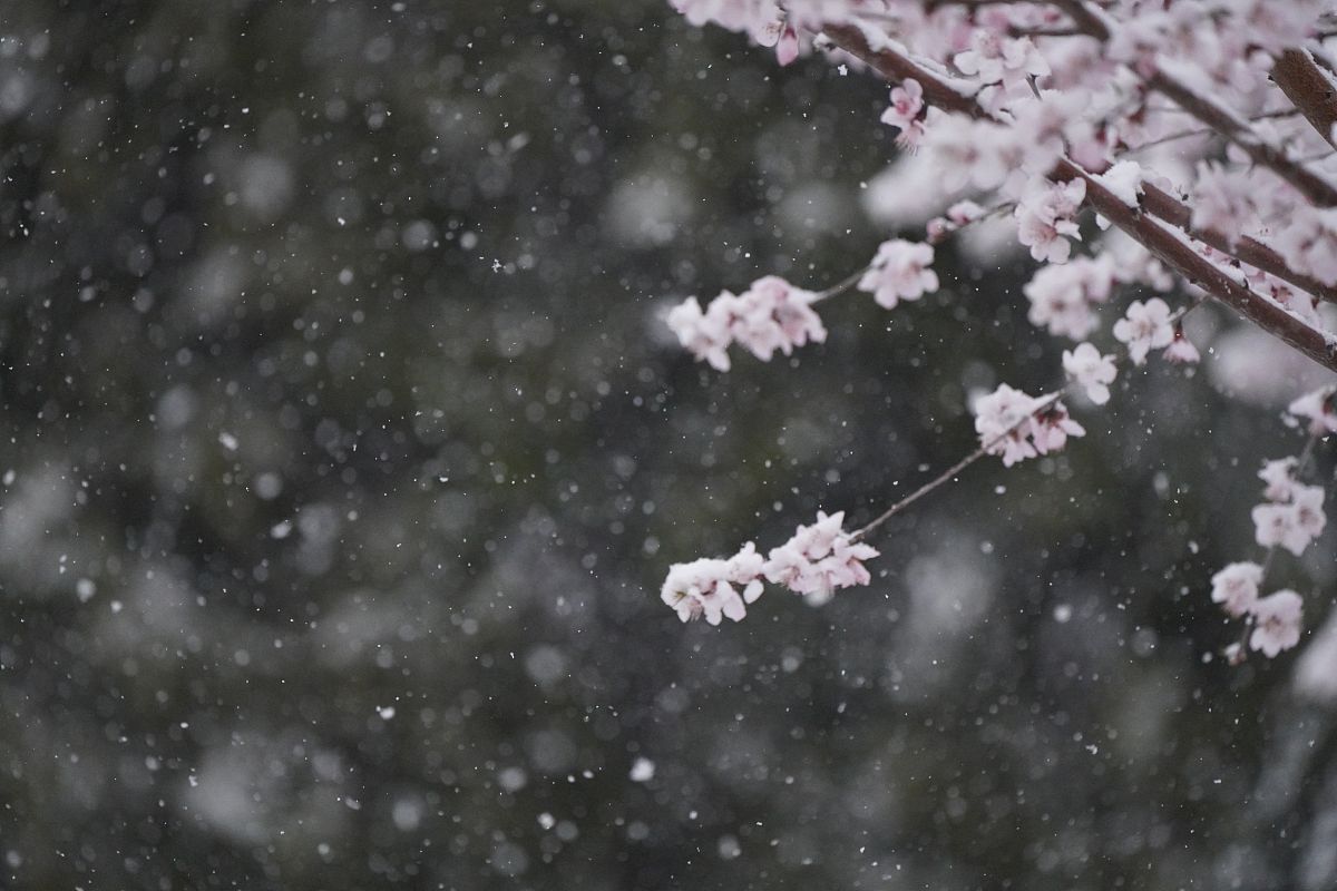 四月飘雪的俗语
