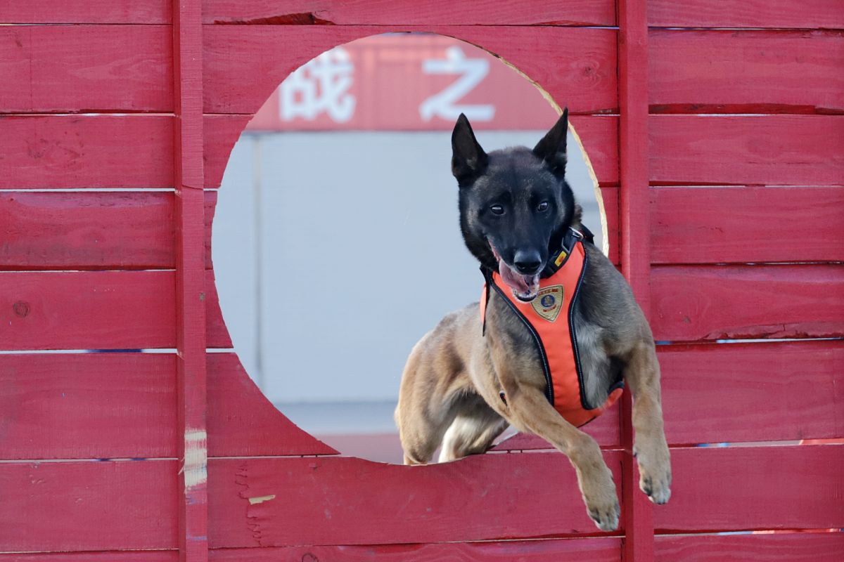 湖南外国语职业学院2023年五年制大专招生-招收往届生吗？