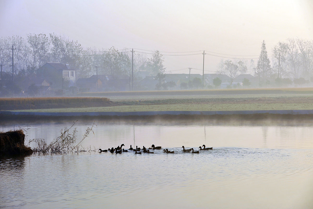 农村因为起雾看起来朦朦胧胧有树有水村庄在沛县以此为线索写一首押韵的唐诗