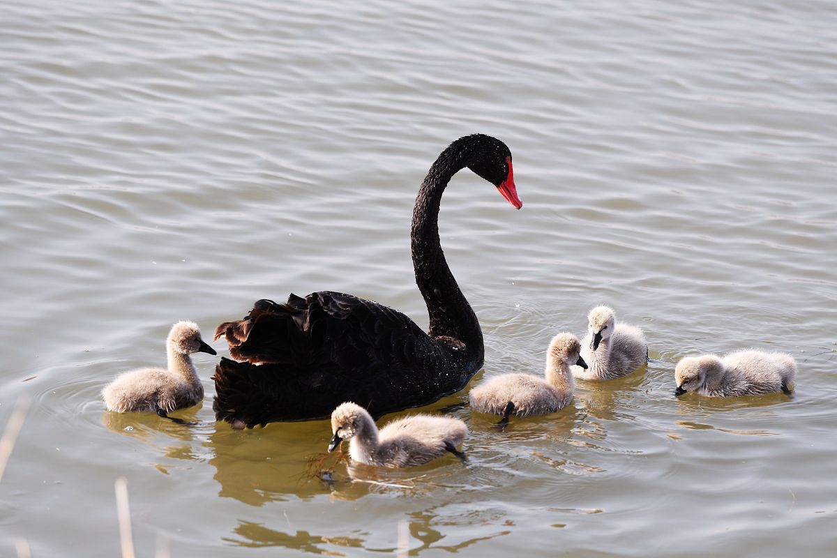 湿地是水陆相互作用形成的独特生态系统它覆盖地球表面仅有6却为地球上20的已知物种提供了生存环境。滨海湿地作为湿地的重要组成部分分布于海岸带地区在调节气候、涵养水源、防护风暴、维持区域水平衡、净化环境、保护生物多样性和为人类提供生产、生活资源等方面有着不可替代的作用。与此同时滨海湿地又是受多圈层交互作用最为强烈的生态系统之一。