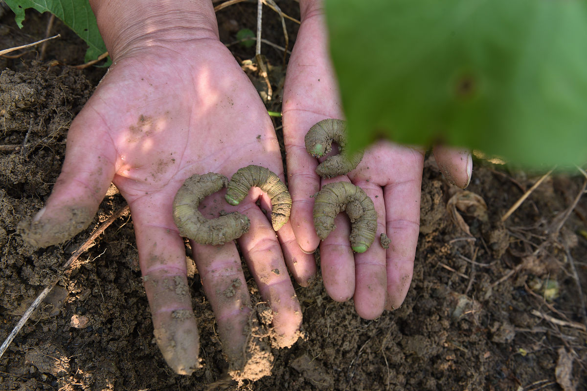 钢子虫对红薯有害吗用250字帮我详细描述