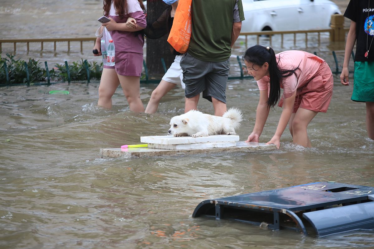 暴雨中的温暖: 一次感人的救援