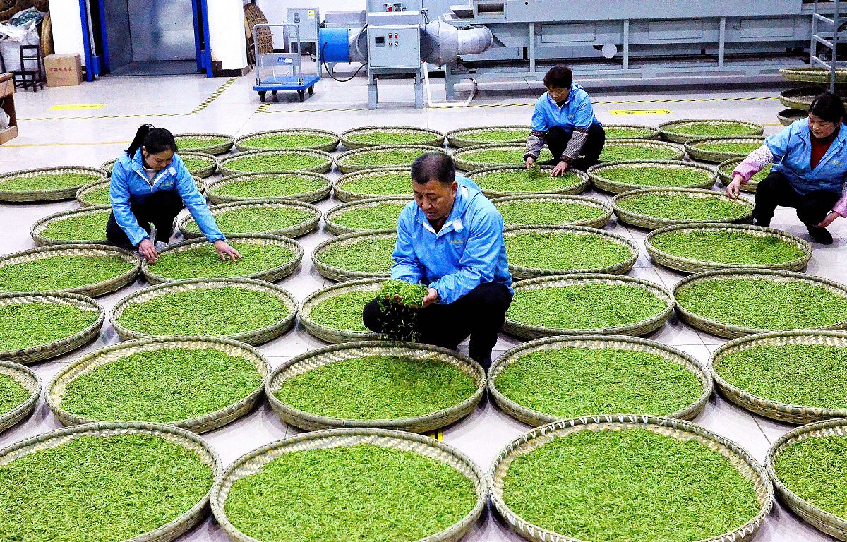 写一篇柏泉茶场的调研报告