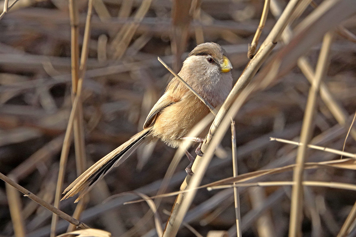 震旦中等专业学校营养与健康专业介绍