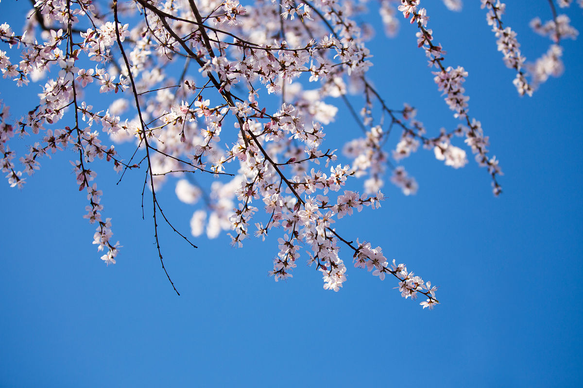 2019年3月12日,随着气温逐渐升高,春风送暖让人感觉十分舒服.济南近日