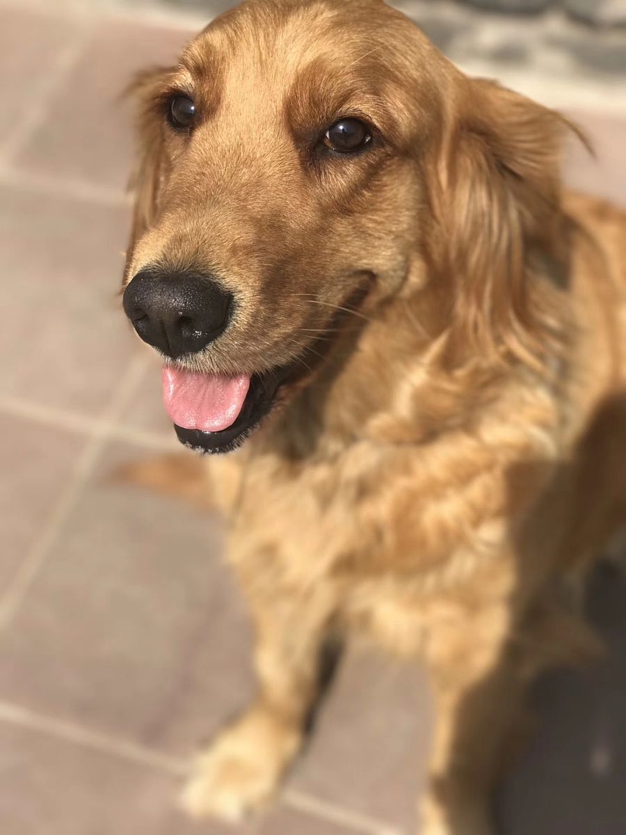 你是一个宠物专家熟悉各种宠物习性我希望用你的专业知识帮助我解决一些宠物相关的问题并已文章的形式呈现文章要做好问题关联细分并详细说明字数最好不低于1000字。现在有这么一个标题：狗狗对人类充满恐惧？特别注意在文章中不要出现首先、其次、最后、接下来、综上所诉字眼。