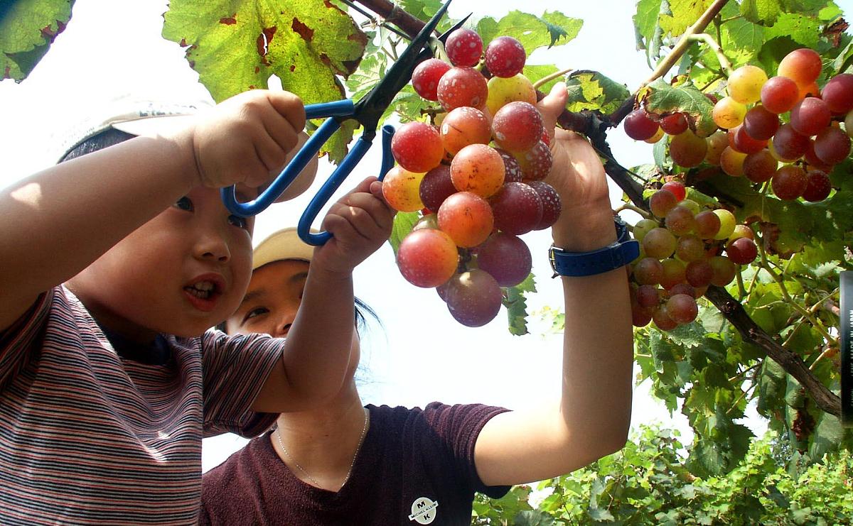 南山镇择善社区湖水果园：亲手采摘鲜甜多汁葡萄