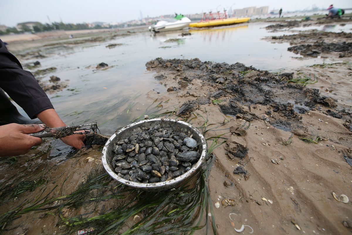 水库河蚌能吃吗？安全食用指南