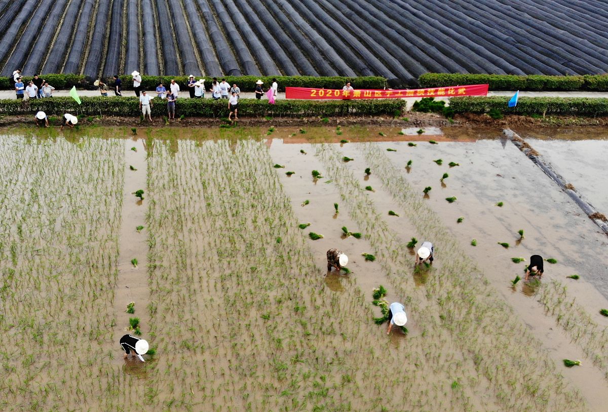 巴基斯坦农业科学杂志：权威、实用、国际化 | 值得推荐的期刊