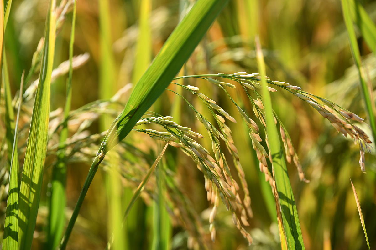 毕节水利电力工程学校农业与农村用水专业怎么样？