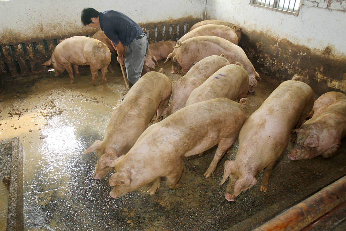 生猪传染性肠胃炎药物防治措施:抗生素、消毒、免疫与环境卫生管理 生猪传染性肠胃炎药物防治措施:抗生素、消毒、免疫与环境卫生管理