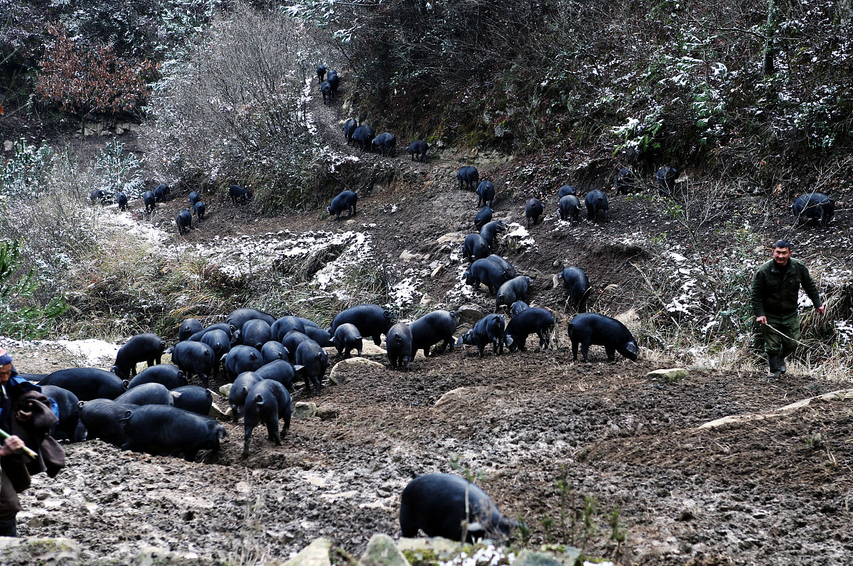 双沙定点屠宰场公开承诺：保证肉品质量，价格公开，决不欺诈