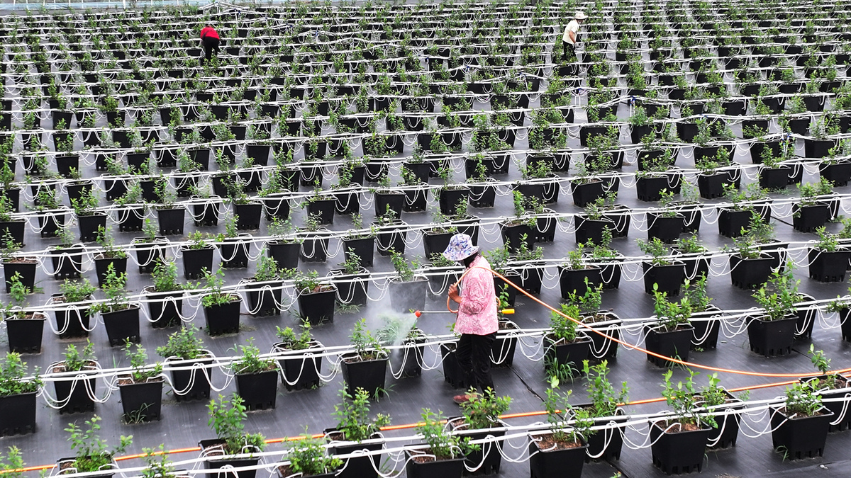 帮我将下面这段话修改的更加有逻辑有学术性：智能育苗公司是以现代化智能农业为基础、工厂化穴盘育苗先进技术为支撑的种养结合与农产品产销一体化经营公司公司在关键技术和装置研究的基础上结合工厂化穴盘育苗播种技术的农艺要求设计了2ZYB-500型智能油菜和蔬菜穴盘育苗精密播种生产线。公司结合河北北方学院畜牧优势高效利用粪污资源实现种养结合为育苗创造良好的营养条件助力环保绿色农业。智能育苗公司设计搭建线上+线