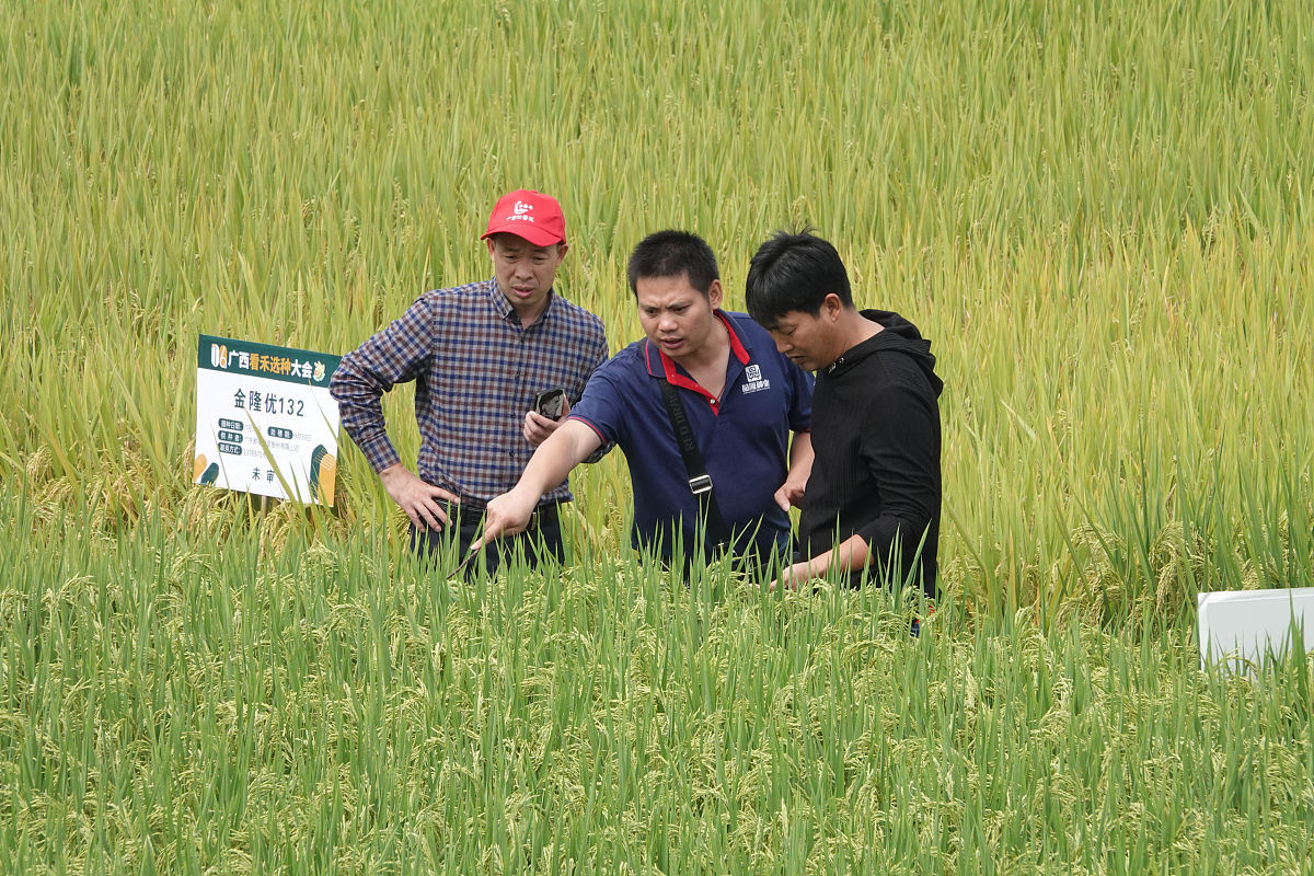 如何从切断或减少毒源着手防控水稻病毒病