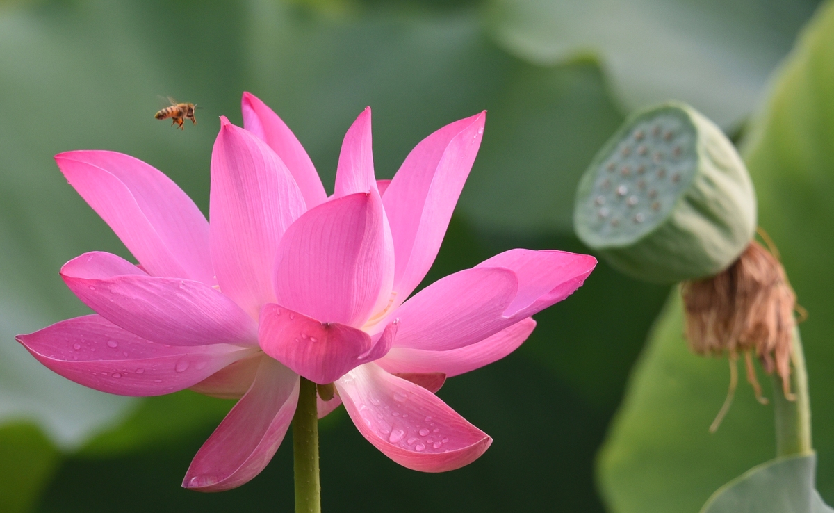 写一段散文描写荷花