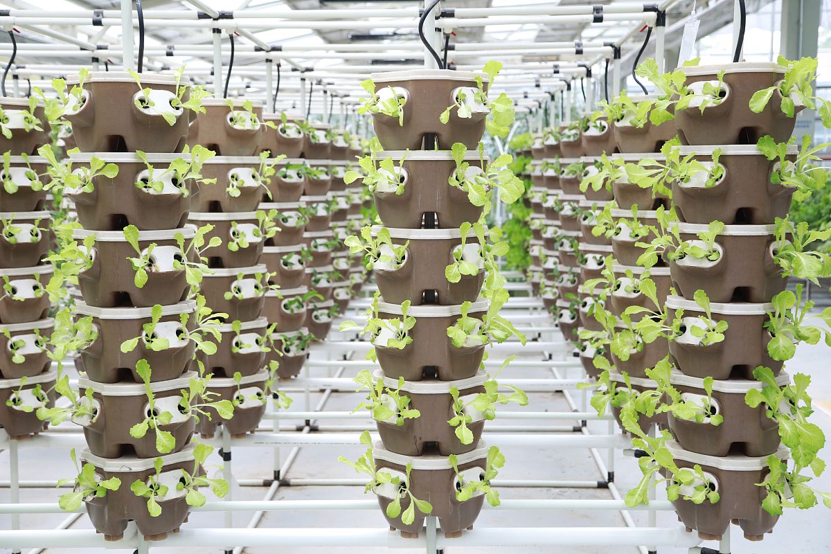 写一个2000字营养液栽培现状