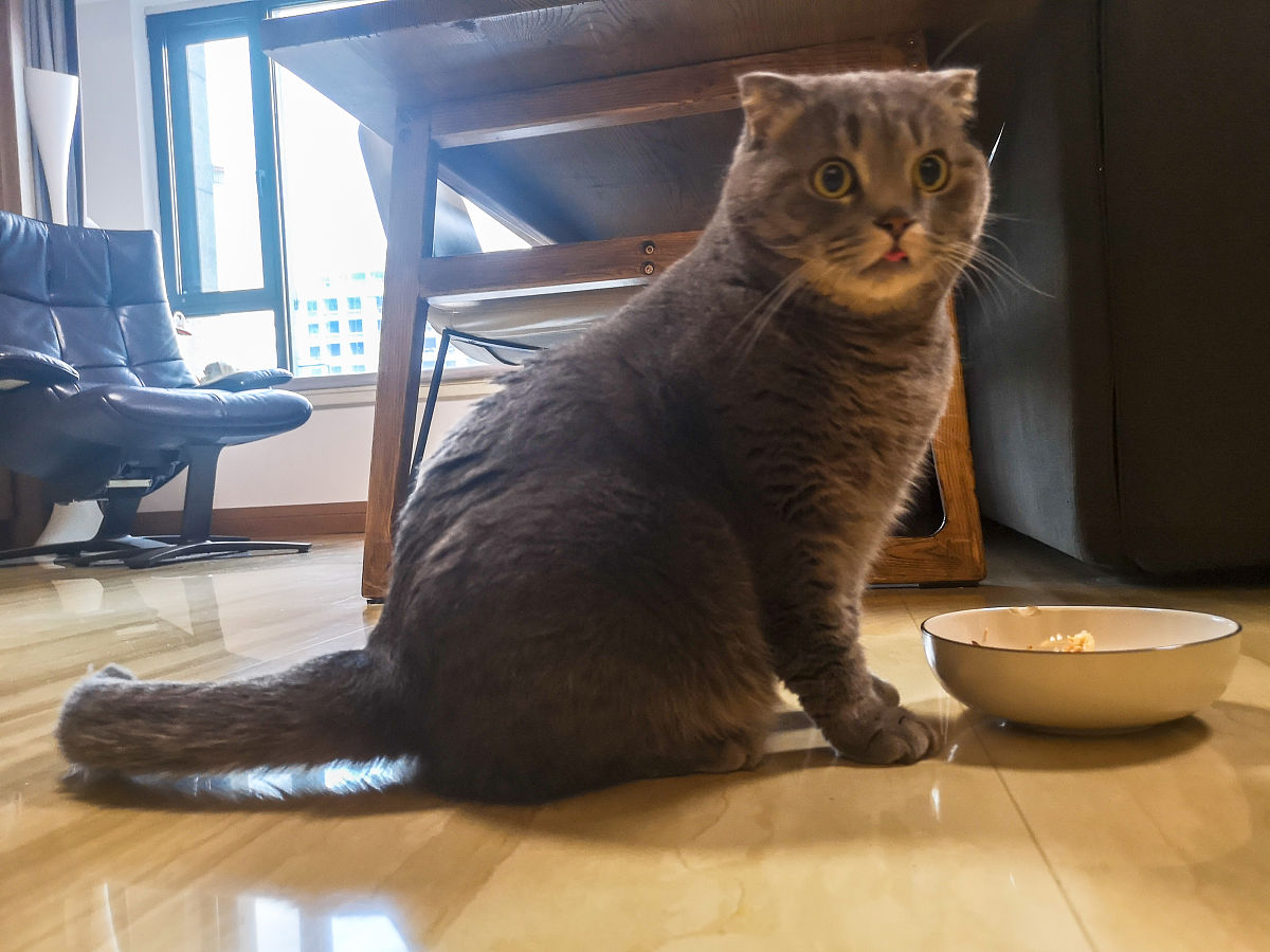 英短蓝白猫：起源、性格和养护指南