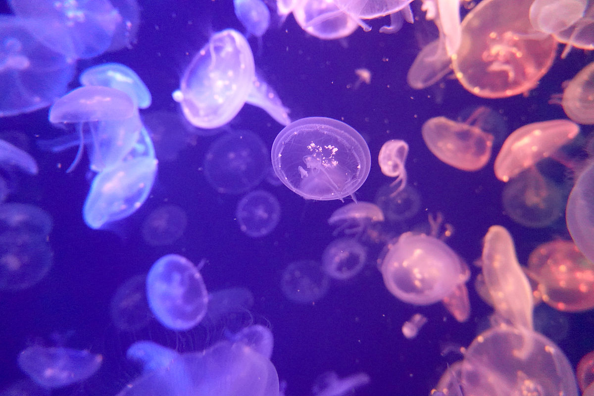 青岛海运职业学校3+2大专2023年有哪些专业