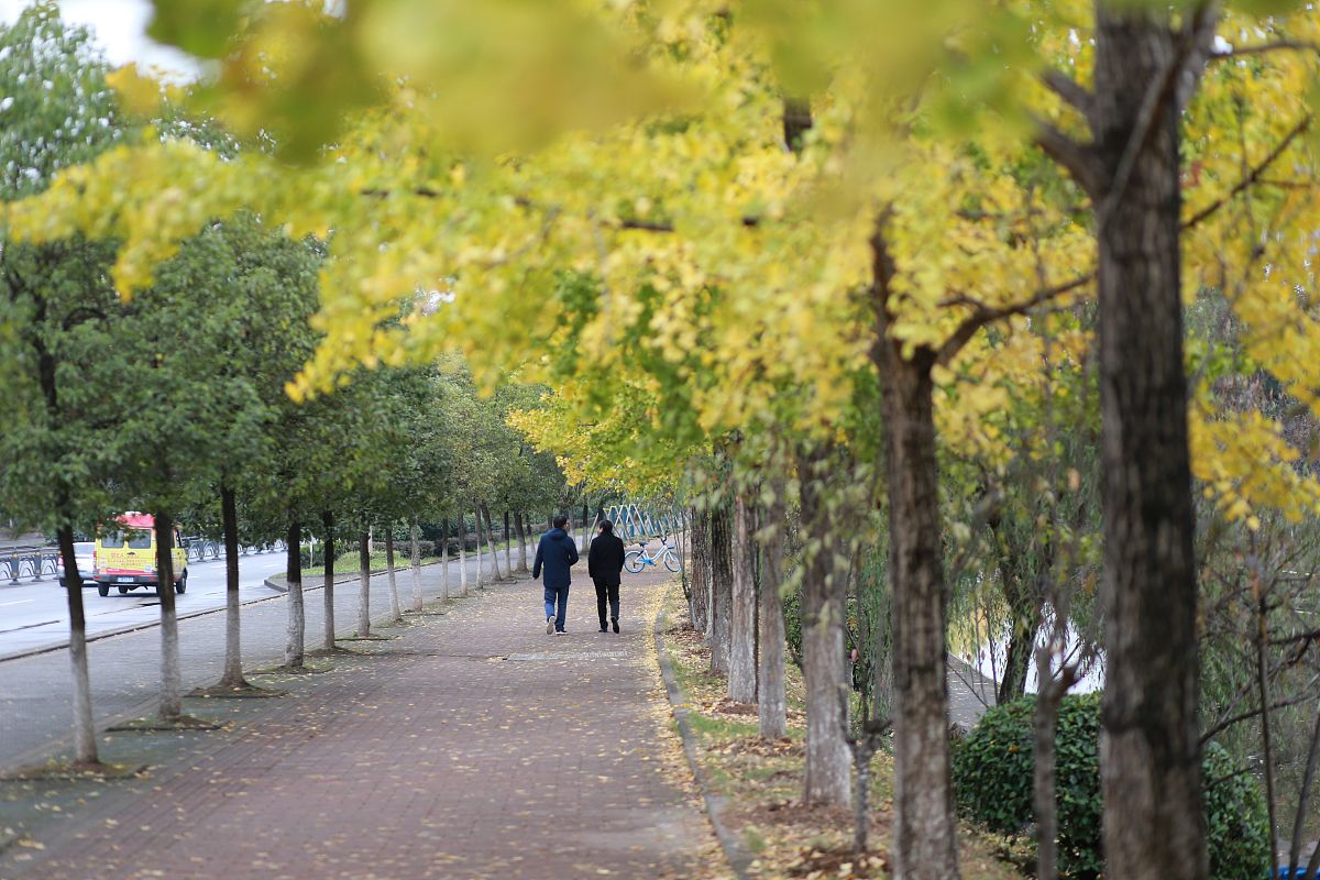 三峡联合职业大学计算机技术课程：内容、教学质量及学生评价