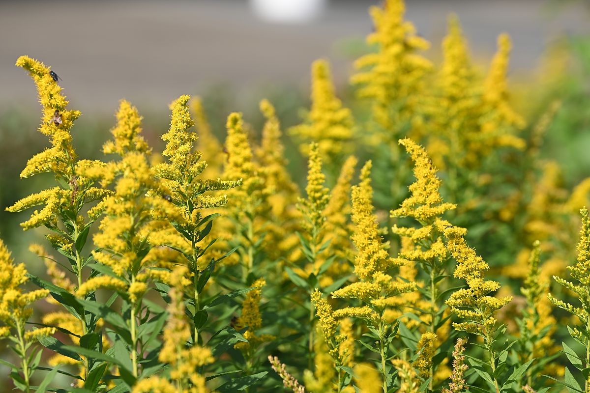 四川护理学校录取分数线预测2021！