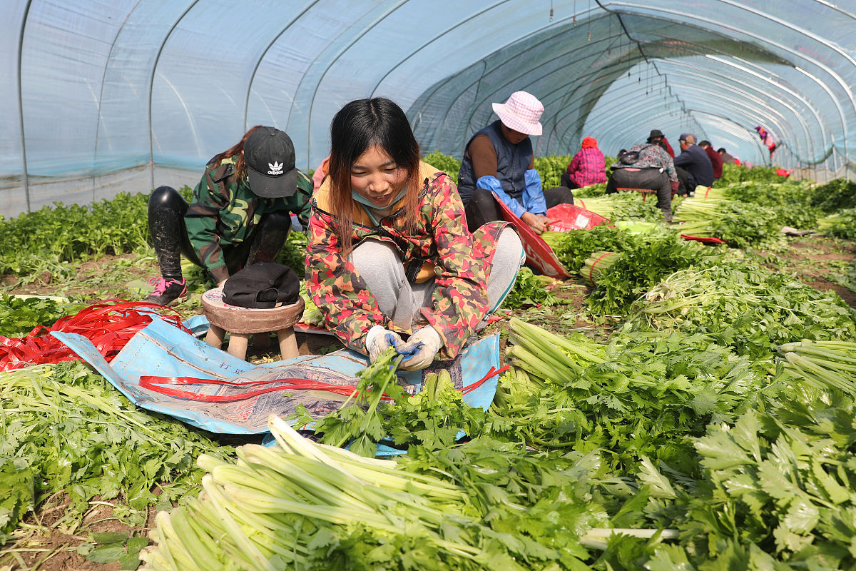 边疆幸福菜园：村民有机种植，送菜学校获赞誉