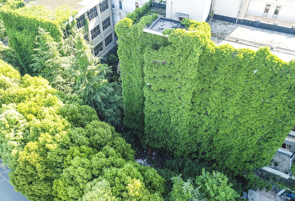 2018年4月18日,贵阳市,贵州大学9层楼高的图书馆西面墙体被藤蔓攀爬,