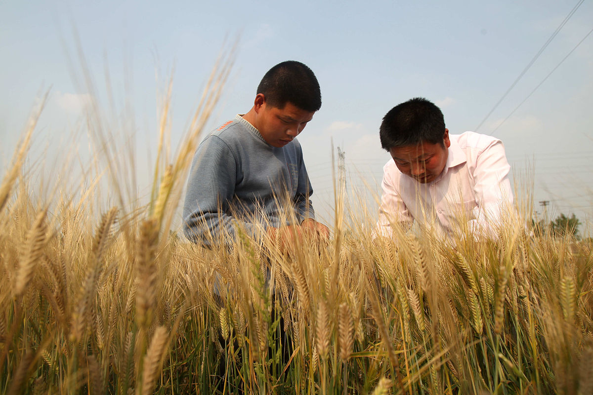 戊唑多菌灵的使用范围？