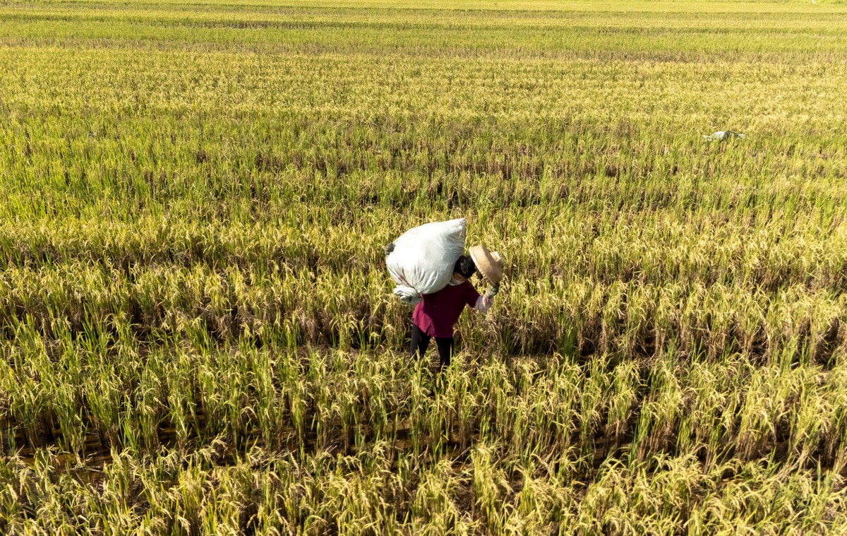 果香稻香，丰收的喜悦在热闹的市场蔓延