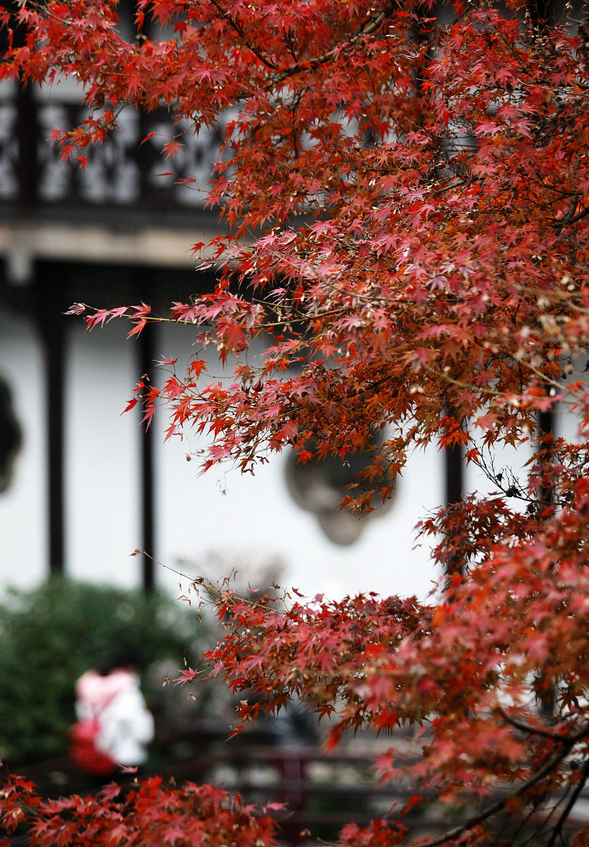 窗外风景：一阙宋词描绘醉人秋色