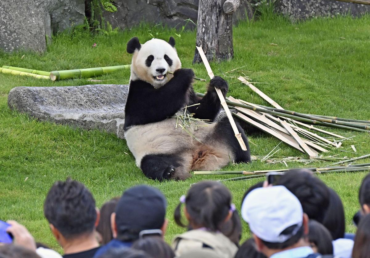 用a panda续写一篇长度为十二句的中国小学生的英语短文
