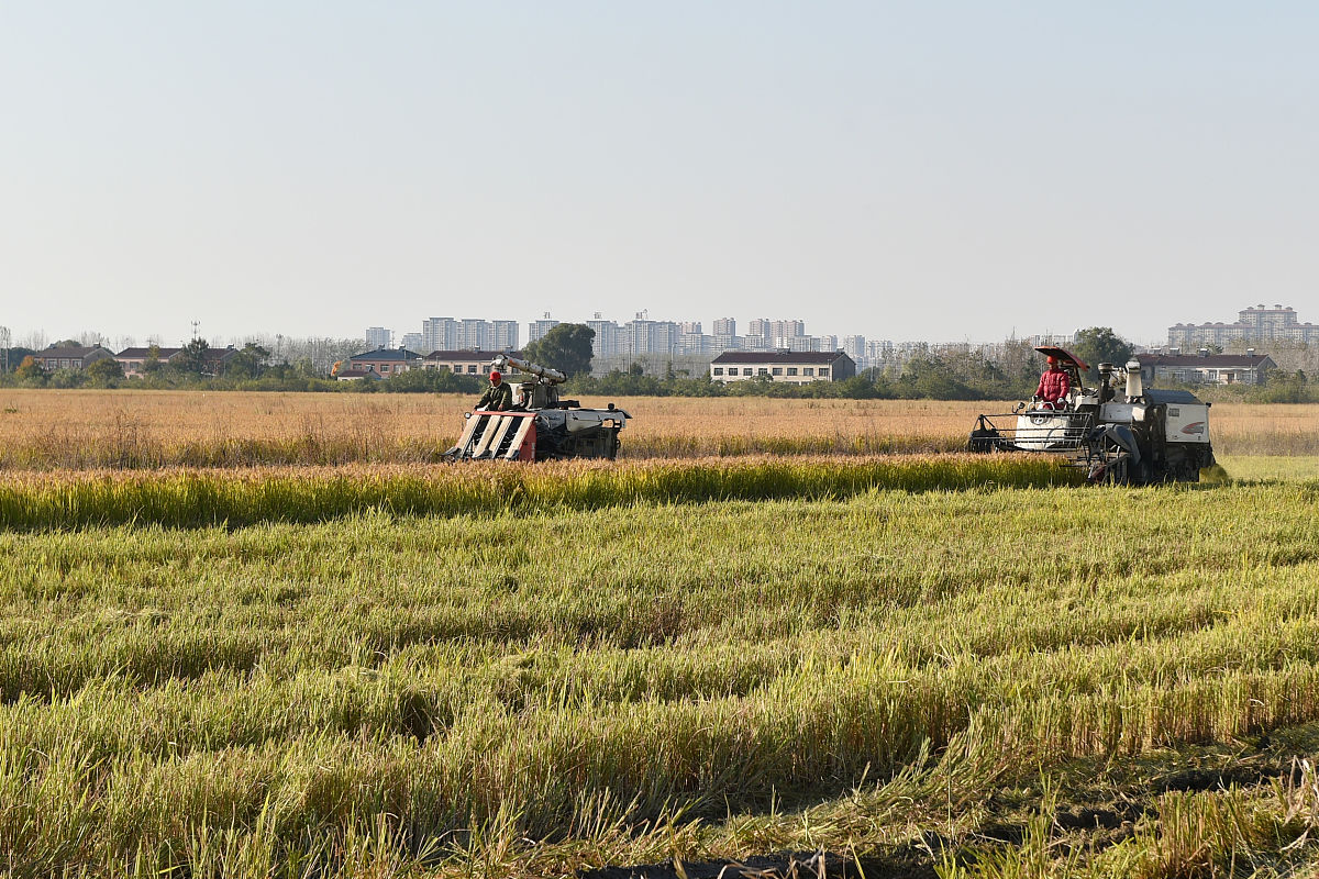 改写：积极发展传统农业因地制宜择优布局突出优质粮食基地建设和优势特色作物种植调整种植业结构积极发展玉米、大烟、蚕豆等经济作物种植优化升级传统农业产业；大力培植优质林果业积极探索山河村特色农业发展大力培育优质经济林果业提高村民收入。