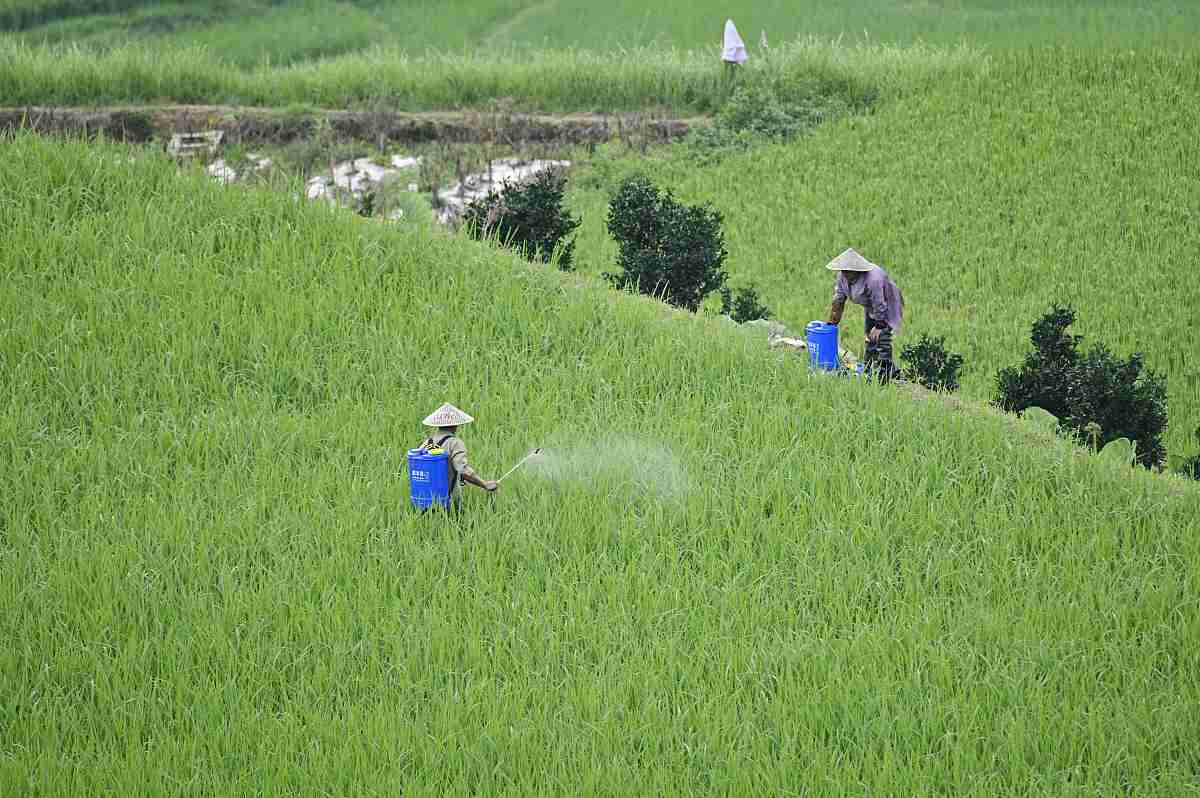 岚皋县水稻病虫害发生及防治对策研究