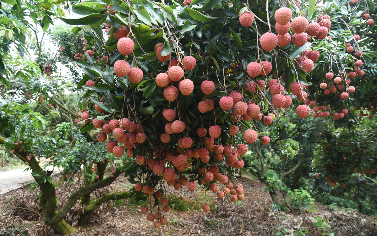 荔枝挂果期可以撒石灰吗用200字帮我详细描述