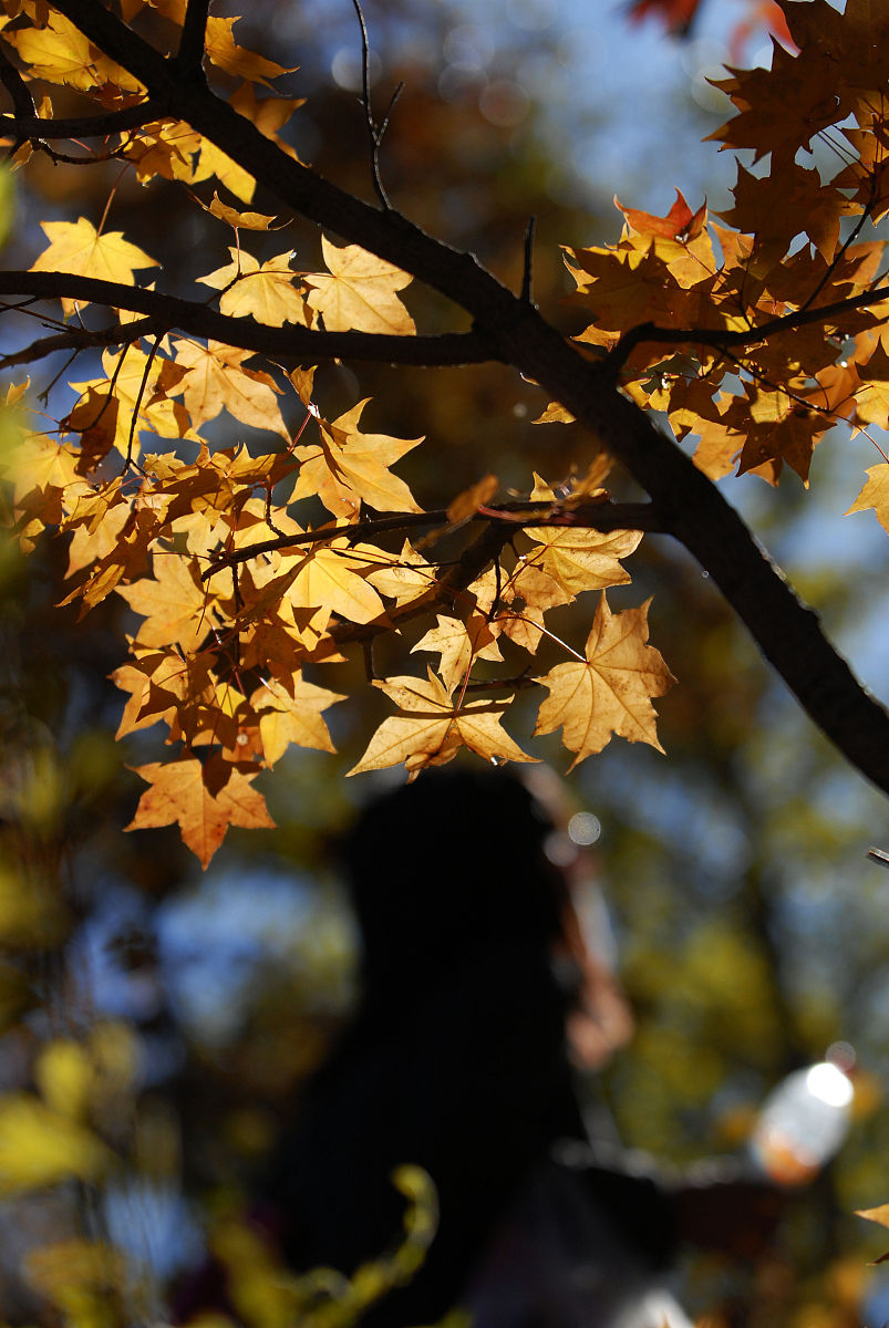 赞美秋天的诗歌