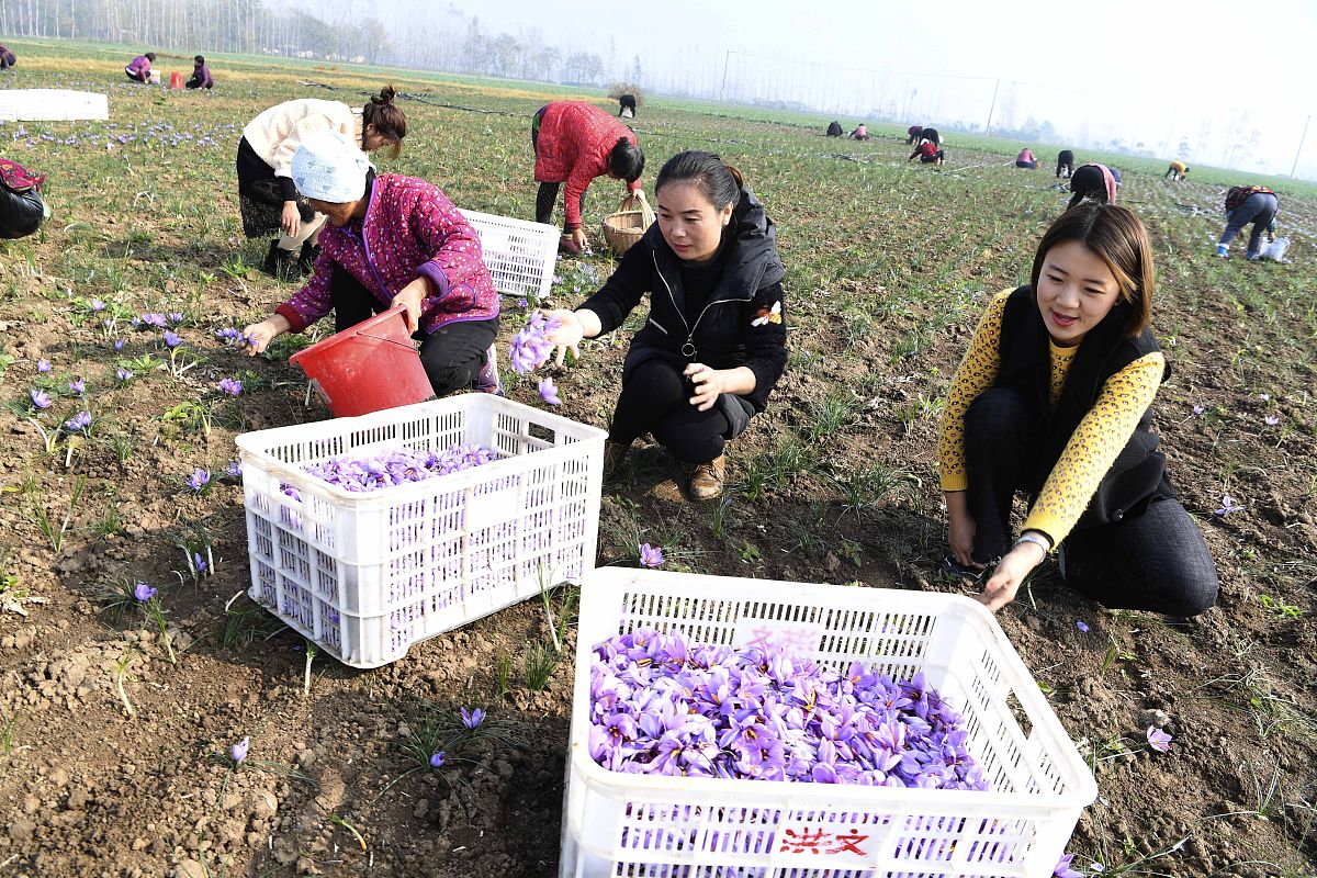 亳州中药科技学校的中草药种植学习哪些课程