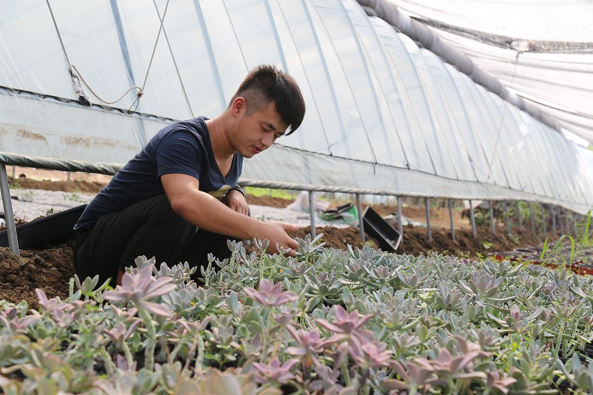 位于济南市刘长山路附近,这里人们曾经种植大棚蔬菜,如今多肉植物兴起