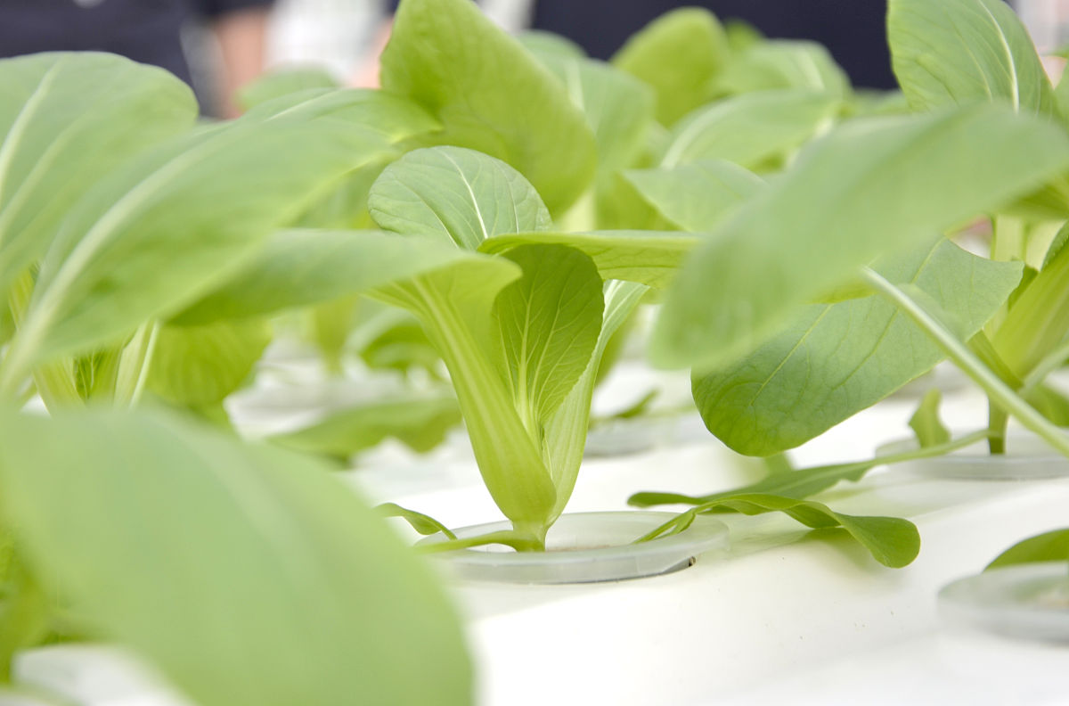 湖北科技学院成人高考的报名需要多少钱？