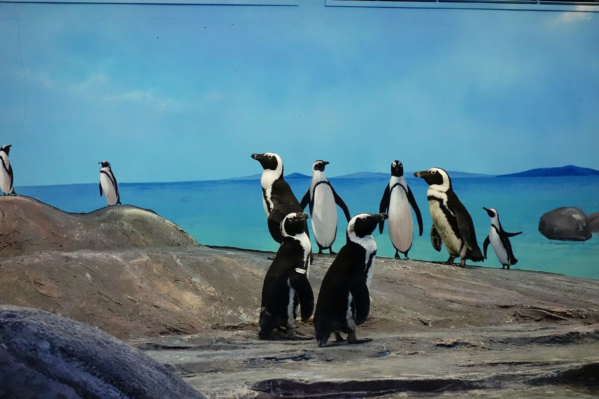 菲利普岛探险：南太平洋天堂的魅力